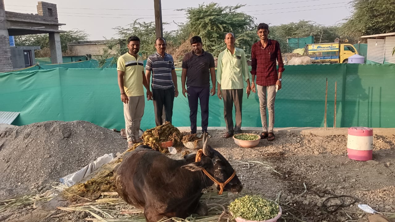 गायी