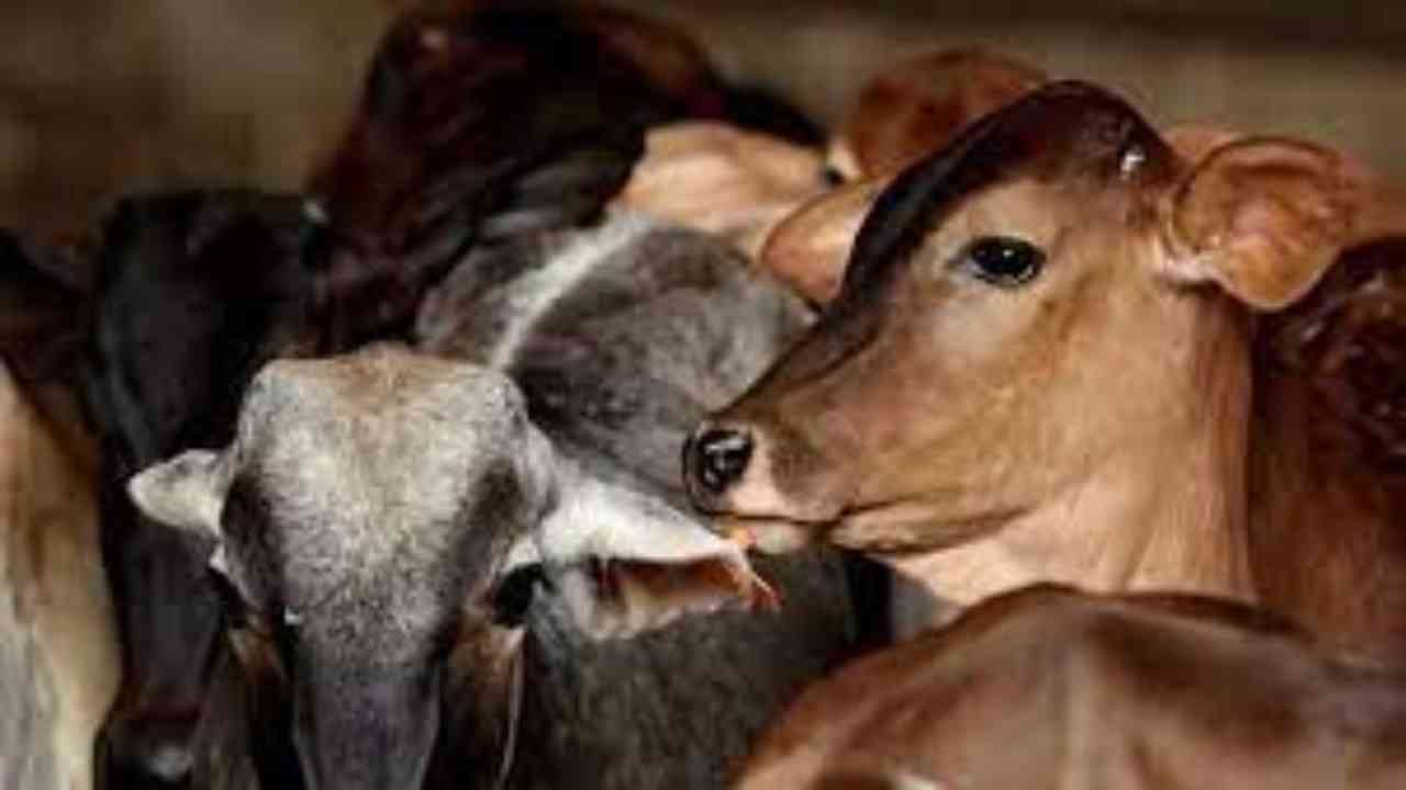 नेवासा