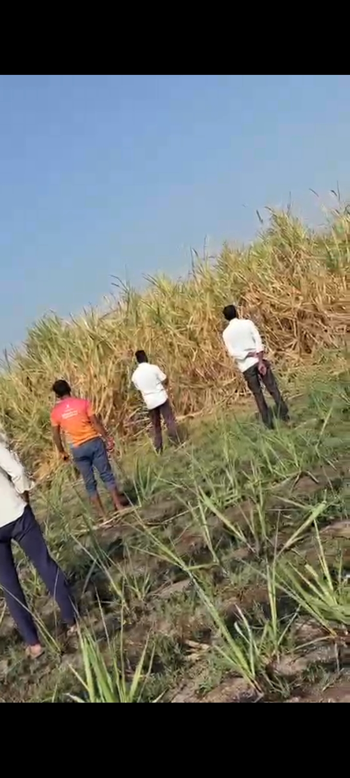 बिबट्या