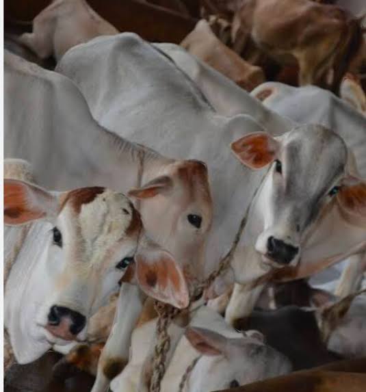 गोवंशीय