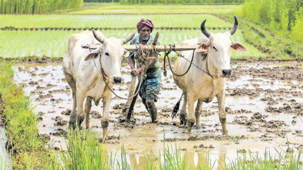 कर्जमाफी